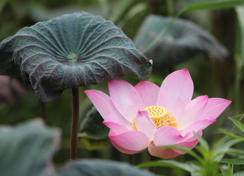 Lotus position for mindfulness